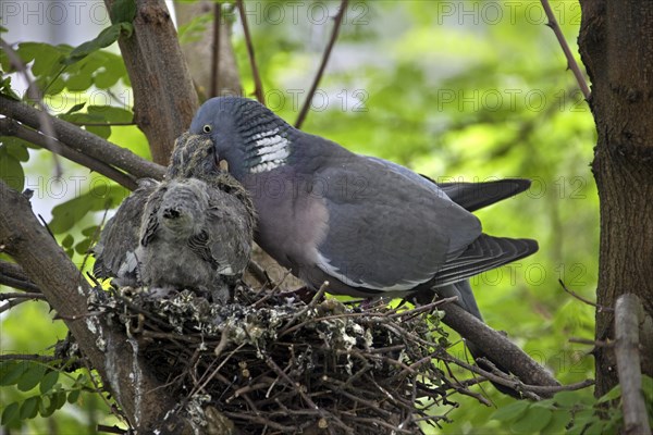 Wood pigeon