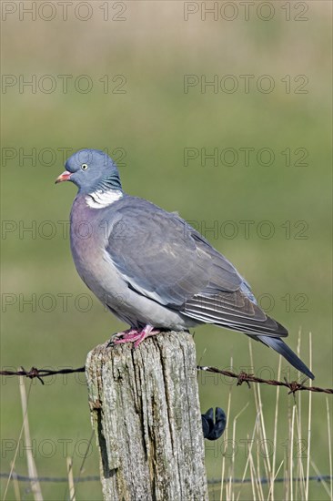 Common wood pigeon