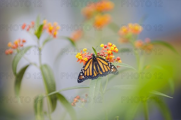 Monarch butterfly in the research greenhouse at the University of Hohenheim. In the Phytotechnikum