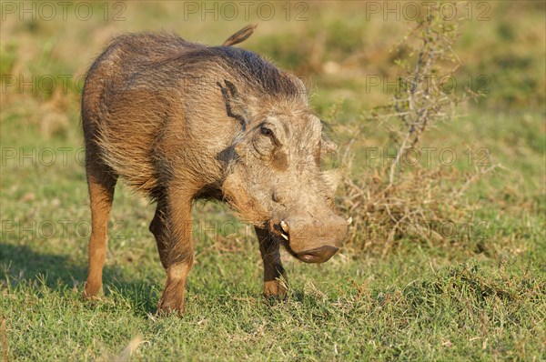 Common warthog