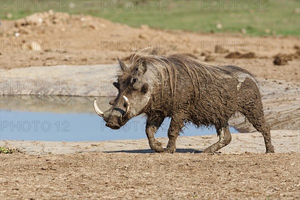 Common warthog