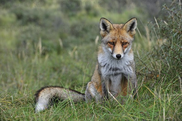 Red fox