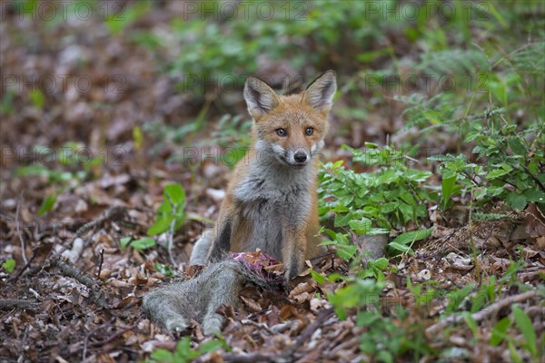 Young red fox