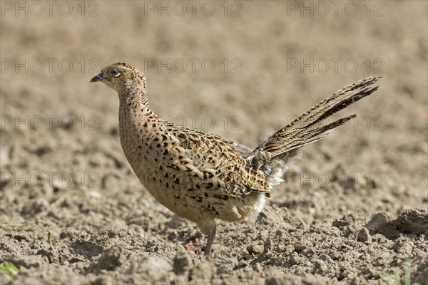 Common pheasant