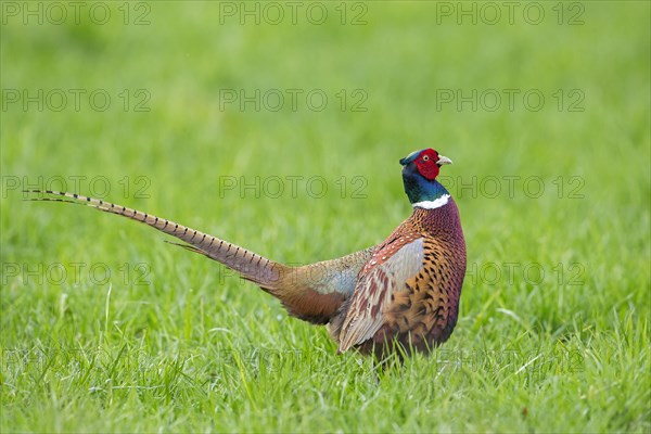 Common pheasant