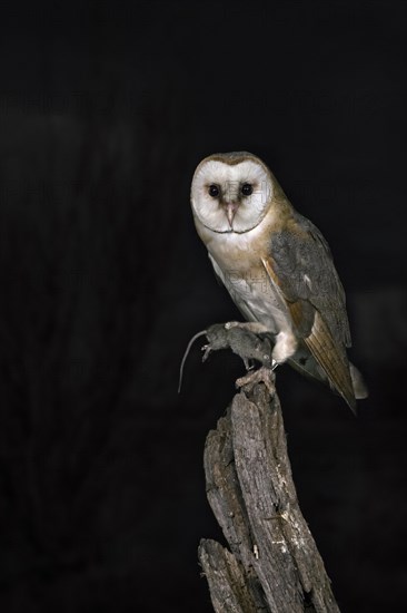 Common barn owl