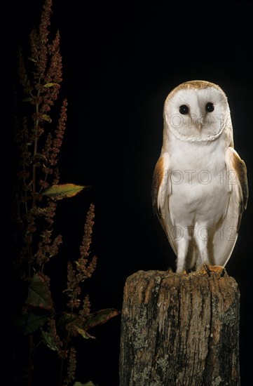 Hunting Common Barn Owl