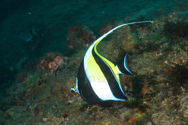 Moorish idol