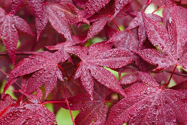 Downy japanese maple