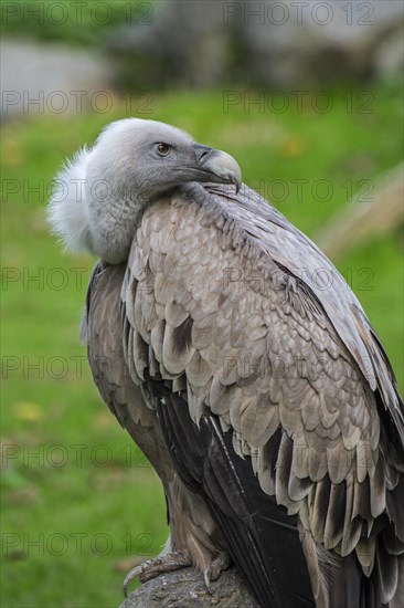 Griffon vulture