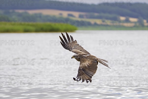 Black kite