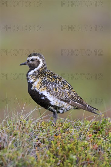 European golden plover