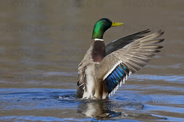 Mallard