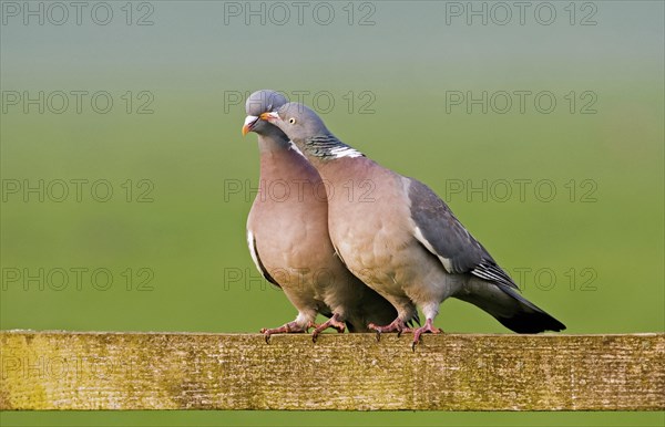 Common Wood Pigeons