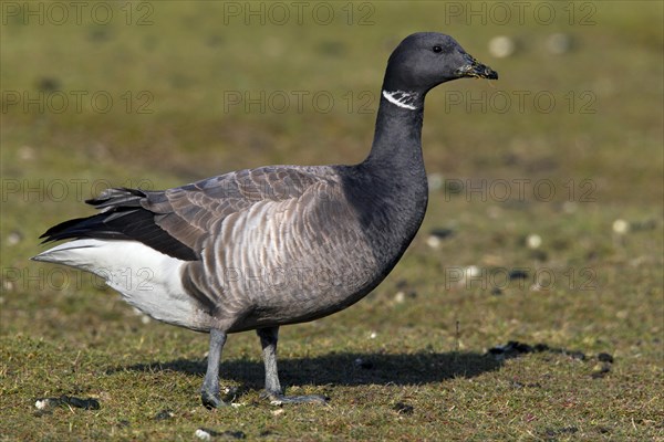 Brent Goose