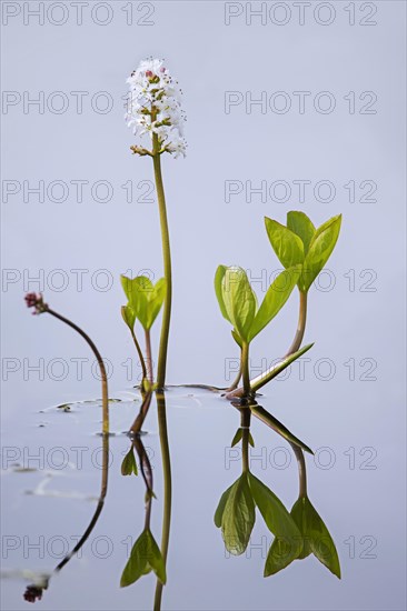 Bogbean