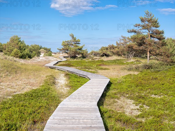 Boardwalk winds through the dunes at Darsser Ort