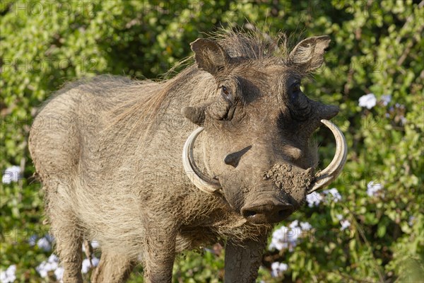 Common warthog