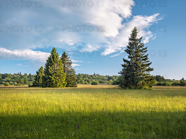 Typical landscape in the Rhoen biosphere reserve with wet meadow