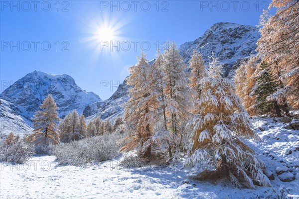 Freshly snow-covered golden yellow larches with the 3637 m high Mt. Collon in the background