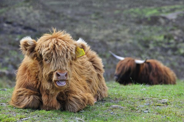 Highland calf