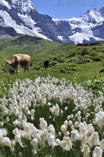 Common cottongrass