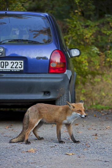 Tame Red fox