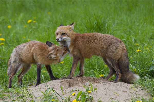 Two red foxes