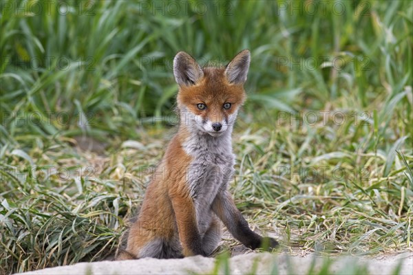 Young red fox