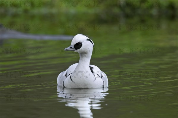 Smew