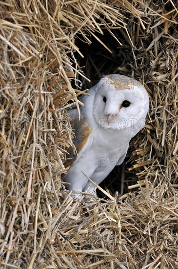 Barn owl