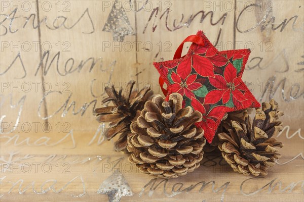 Poinsettia with cones