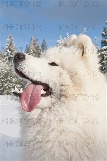 Samoyed dog