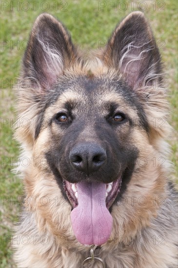 German shepherd