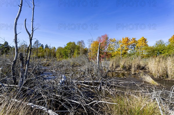 Neckar spring in the Schwenninger moss