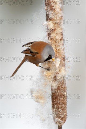 Bearded Reedling