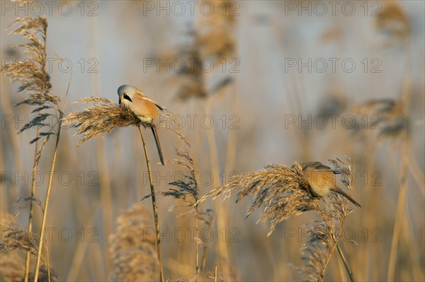 Bearded Reedling