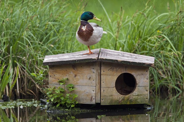 Mallard