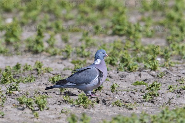 Common wood pigeon