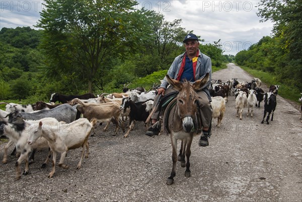 Herd of goats with the shepherd crossing the road