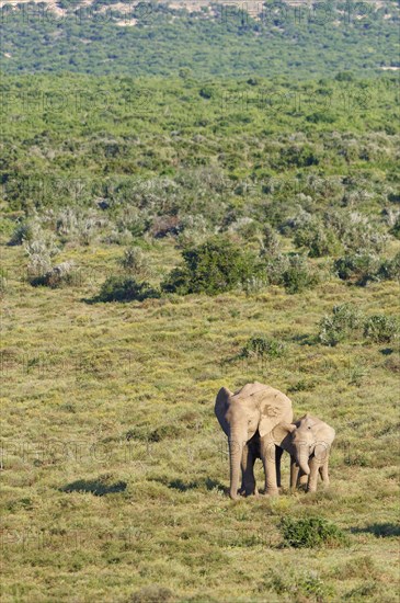 African bush elephants