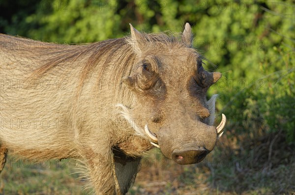 Common warthog