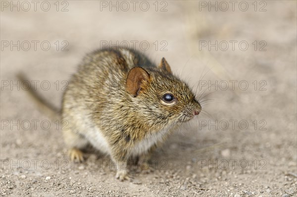 Four-striped grass mouse