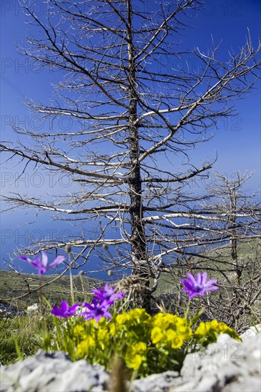 Llogara National Park in the Ceraunian Mountains in southern Albania