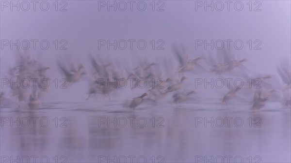 Greylag Goose