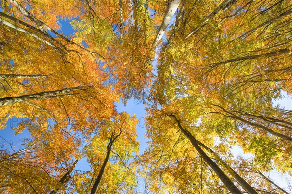 Frog perspective with a view into the treetops of the autumnally coloured beech forest on the Weissenstein in the Solothurn Jura