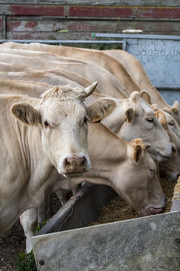 Herd of white Charolais cows