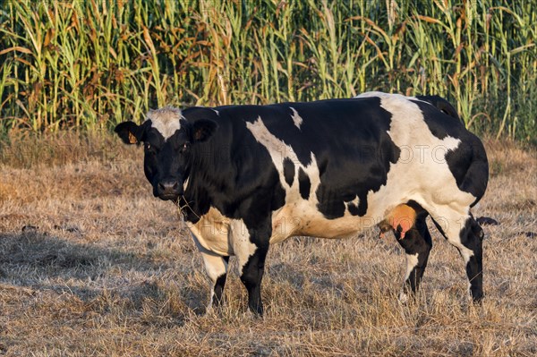 Black and white Holstein Friesian cow