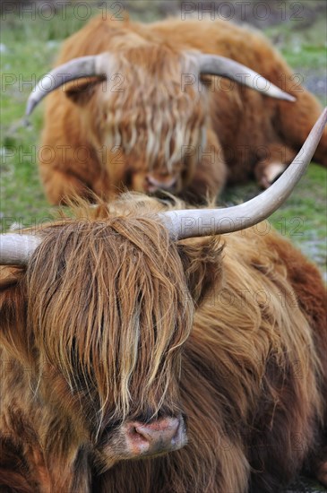 Highland cows