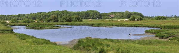 Pond with ducks and waders at the nature reserve Yerseke Moer at Zuid-Beveland in Zeeland